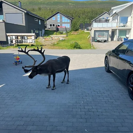 With Northern Lights And Reindeer Outside The Door