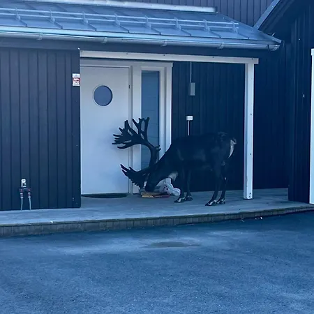 With Northern Lights And Reindeer Outside The Door Apartment Tromso